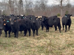 88 Angus & Red Angus Bred Heifers