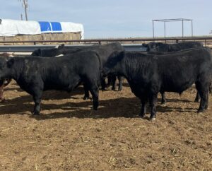 9 Angus & Black Baldy Bulls