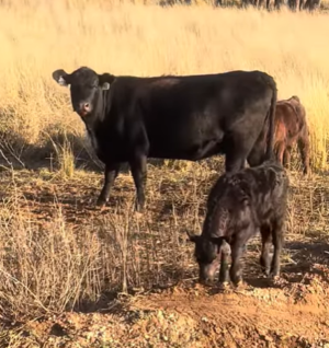 25 Angus & Angus Cross Pairs