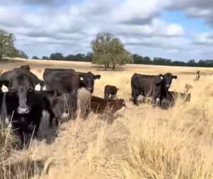 30 Angus Cows w/ 28+ Calves