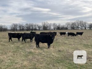 40 Angus, BWF, Red Angus, RWF & Charolais Cross Cows