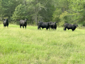 5 Reg. Brangus Bulls