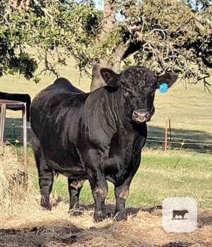 11 Angus, Simmental & Chianina Bulls