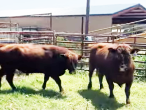 2 Red Angus Bulls