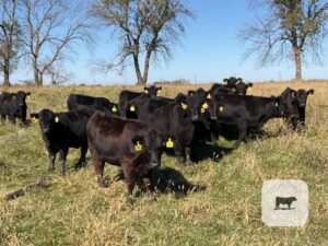 85 Angus & BWF Rep. Heifers