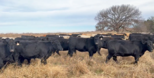 238 Angus, BWF, & Charolais Cross Bred Heifers