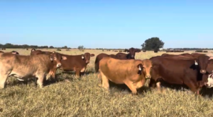 72 Beefmaster Bred Heifers