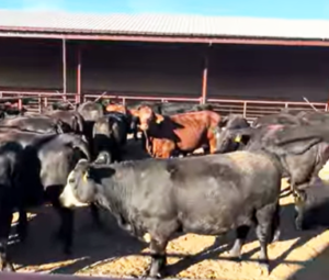 80 Angus, BWF, Red Angus & RWF Cows