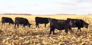66 Angus Bred Heifers