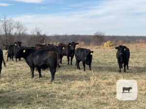 16 Angus & BWF Bred Heifers