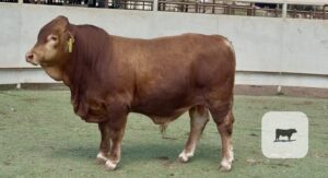 8 Beefmaster Bulls for Sale or Lease