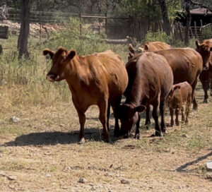 7 Red Angus & Red Angus Cross Pairs