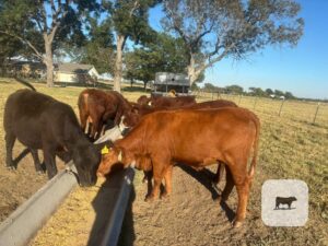 4 Beefmaster & Angus/Red Angus Bred Heifers