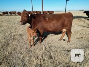30 Red Angus & Red Angus/Akaushi Pairs