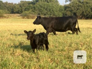 40 Angus & 'BWF' Cows w/ 20+ Calves
