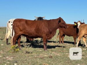 80 Beefmaster, Charolais Cross, Santa Gertrudis, Red Brangus & Crossbred Cows