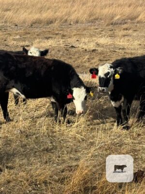 150 Angus, 'BWF' & Red Angus Bred Heifers