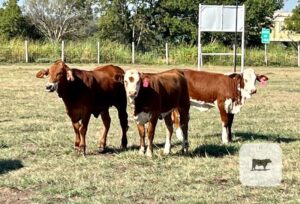 40 Beefmaster, Santa Gertrudis & Crossbred Rep. Heifers