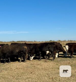 45 Angus/Brangus & BMF Cows