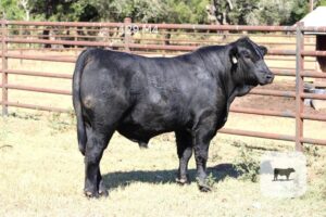 14 Reg. Brangus Bulls