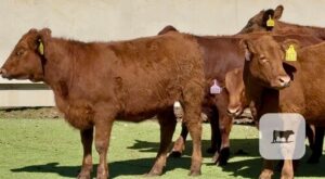 12 Red Angus Rep. Heifers