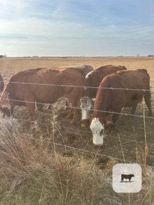 4 Hereford & RWF Pairs