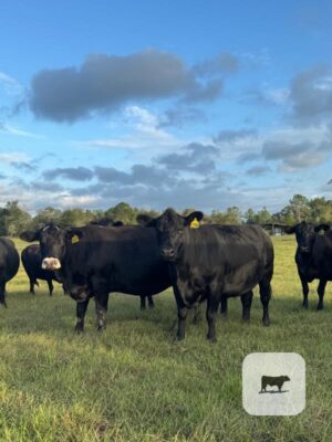 25 Angus, Brangus & Crossbred Cows w/ 8+ Calves