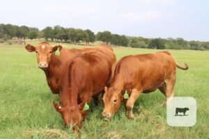 5 Red Angus/Beefmaster Rep. Heifers