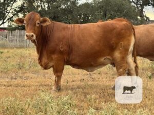 6 Reg. Beefmaster Cows w/ 3+ Calves