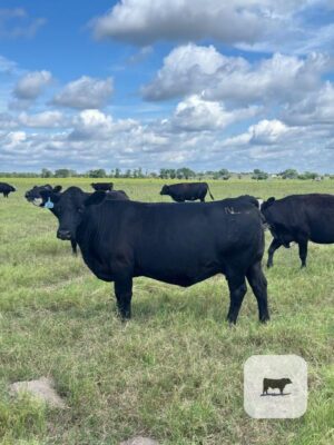 1,400 Angus Cows w/ 200+ Calves