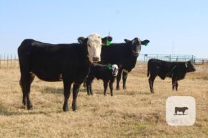 2 Angus/Hereford 'BWF' 1st-Calf Pairs