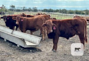 130 Angus & Red Angus Plus/Brangus, Beefmaster, Santa Gertrudis and Crossbred Rep. Heifers