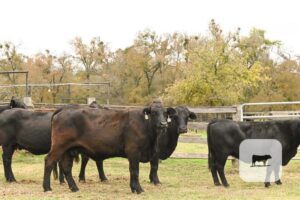 16 Angus, Brangus, Braford/Tigerstripe & Brahman Cross Cows